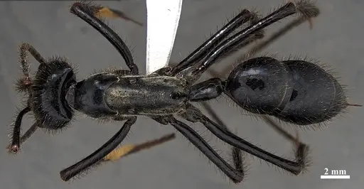 Dinoponera hispida specimen CASENT0887859 image casent0887859_1