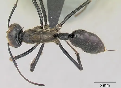 Dinoponera longipes specimen CASENT0004661 image casent0004661_1