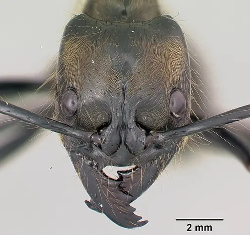 Dinoponera longipes specimen CASENT0004661 image casent0004661_2