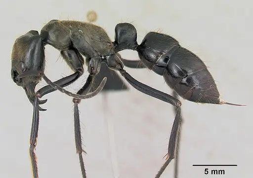 Dinoponera longipes specimen CASENT0004661 image casent0004661_3
