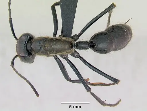 Dinoponera longipes specimen CASENT0004663 image casent0004663_1