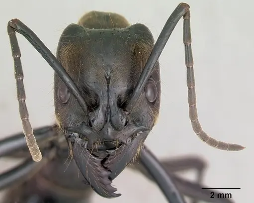 Dinoponera longipes specimen CASENT0004663 image casent0004663_2