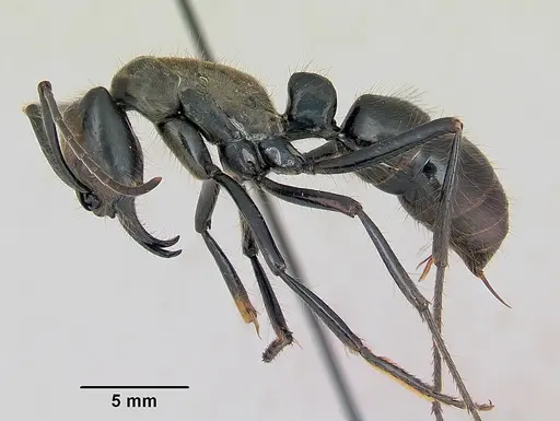 Dinoponera longipes specimen CASENT0004663 image casent0004663_3