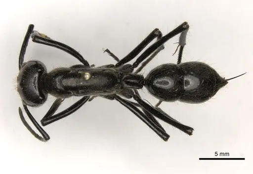 Dinoponera longipes specimen CASENT0217518 image casent0217518_1