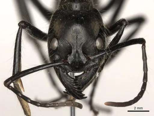 Dinoponera longipes specimen CASENT0217518 image casent0217518_2