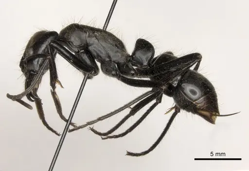 Dinoponera longipes specimen CASENT0217518 image casent0217518_3