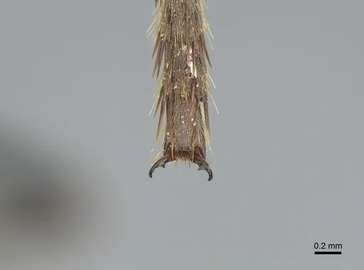 Dinoponera longipes specimen CASENT0217518 image casent0217518_4
