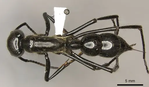 Dinoponera longipes specimen CASENT0260422 image casent0260422_1