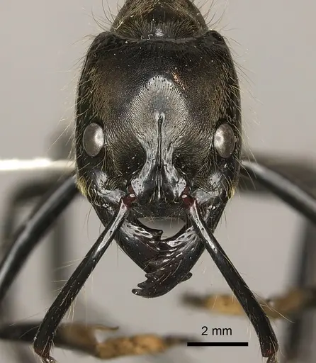 Dinoponera longipes specimen CASENT0260422 image casent0260422_2