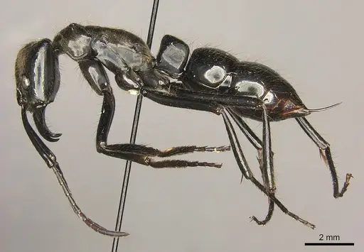 Dinoponera longipes specimen CASENT0260422 image casent0260422_3