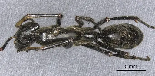 Dinoponera longipes specimen CASENT0903861 image casent0903861_1