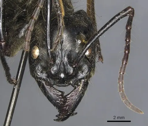 Dinoponera longipes specimen CASENT0903861 image casent0903861_2