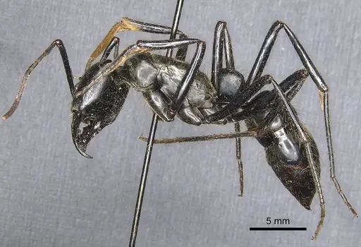 Dinoponera longipes specimen CASENT0903861 image casent0903861_3