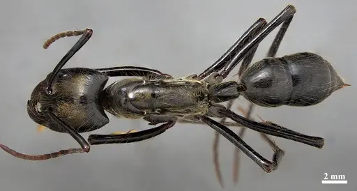Dinoponera longipes specimen DZUP549808 image dzup549808_1