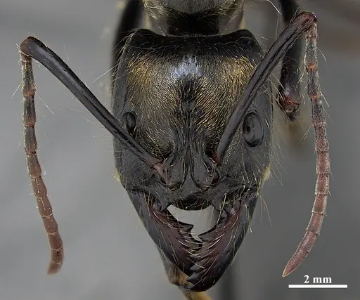 Dinoponera longipes specimen DZUP549808 image dzup549808_2