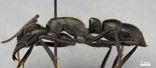 Dinoponera longipes specimen DZUP549808 image dzup549808_3