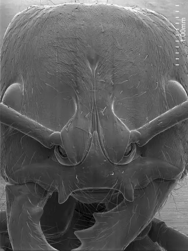 Dinoponera lucida specimen ANTWEB1008517 image antweb1008517_2