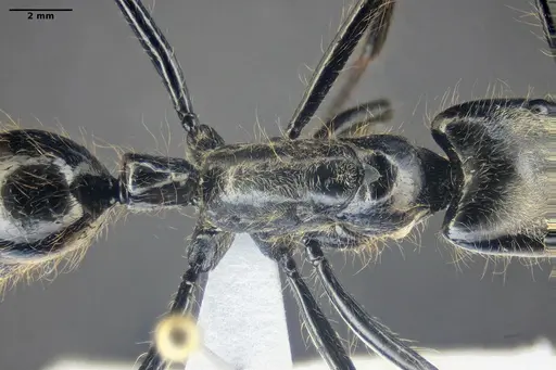 Dinoponera lucida specimen ANTWEB1047746 image antweb1047746_1
