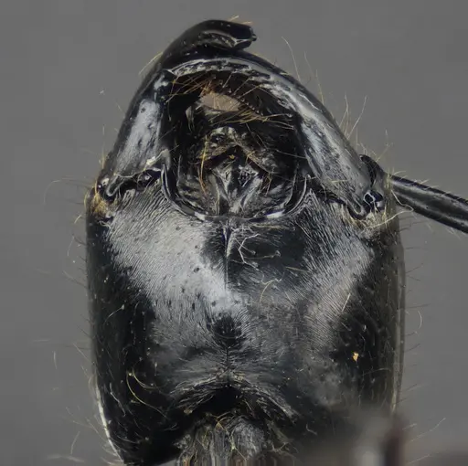 Dinoponera lucida specimen ANTWEB1047746 image antweb1047746_3