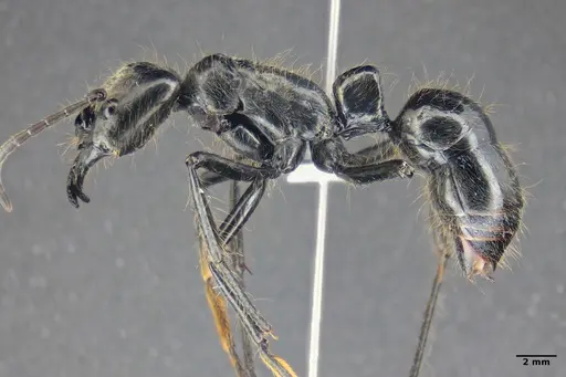 Dinoponera lucida specimen ANTWEB1047746 image antweb1047746_4