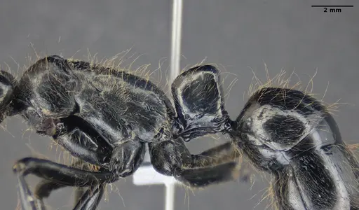 Dinoponera lucida specimen ANTWEB1047746 image antweb1047746_5