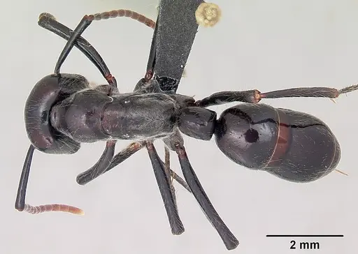 Dinoponera lucida specimen CASENT0104920 image casent0104920_1