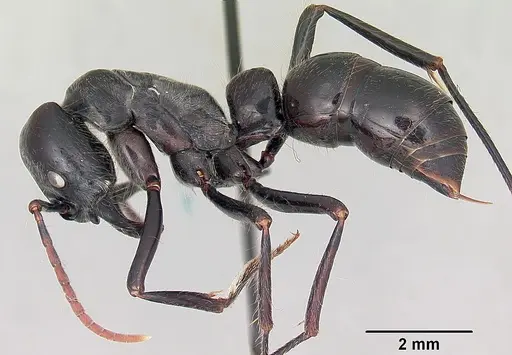 Dinoponera lucida specimen CASENT0104920 image casent0104920_3