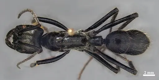 Dinoponera lucida specimen DZUP549807 image dzup549807_1
