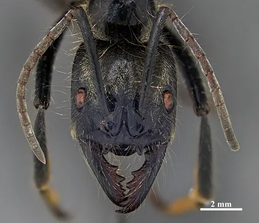 Dinoponera lucida specimen DZUP549807 image dzup549807_2