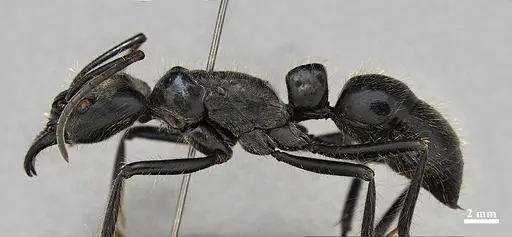 Dinoponera lucida specimen DZUP549807 image dzup549807_3