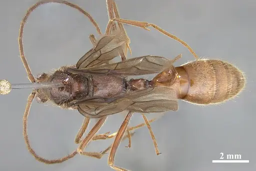 Dinoponera lucida specimen UFES106427 image ufes106427_1