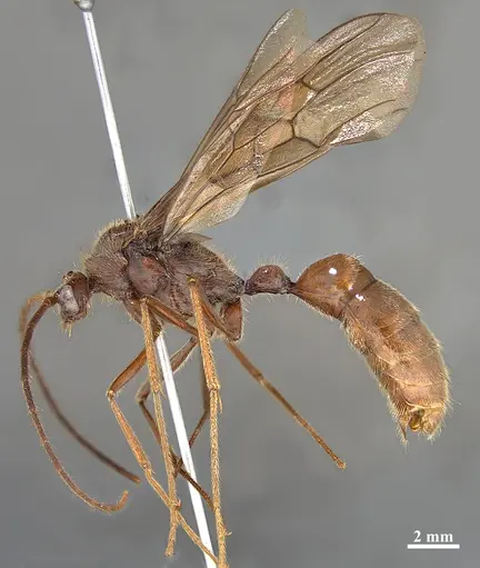 Dinoponera lucida specimen UFES106427 image ufes106427_3