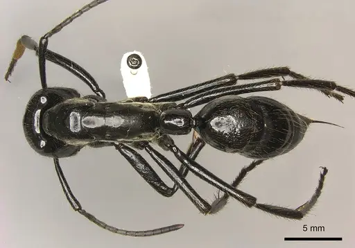 Dinoponera mutica specimen CASENT0260423 image casent0260423_1