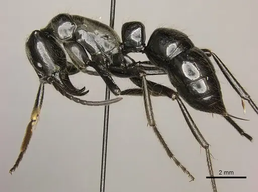 Dinoponera mutica specimen CASENT0260423 image casent0260423_4