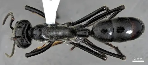 Dinoponera mutica specimen DZUP549809 image dzup549809_1