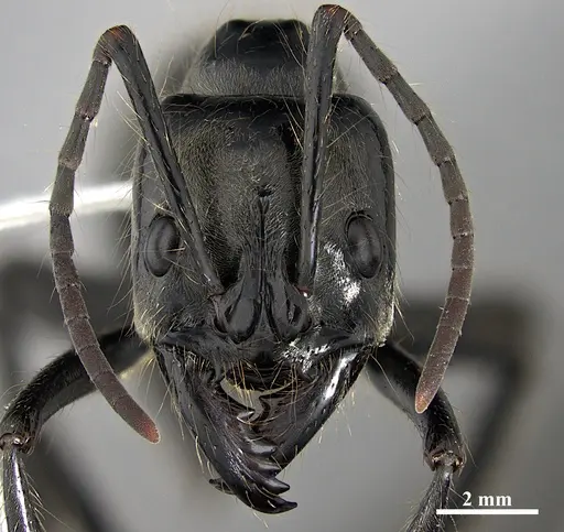 Dinoponera mutica specimen DZUP549809 image dzup549809_2
