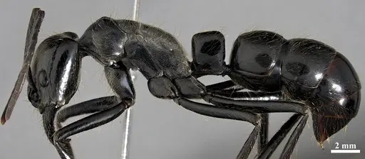 Dinoponera mutica specimen DZUP549809 image dzup549809_3