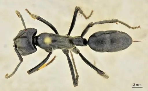 Dinoponera quadriceps specimen ANTWEB1014000 image antweb1014000_1