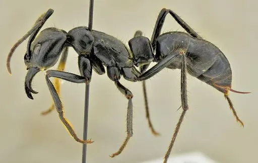 Dinoponera quadriceps specimen ANTWEB1014000 image antweb1014000_3