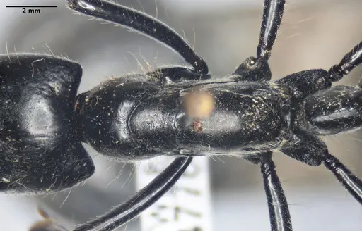 Dinoponera quadriceps specimen ANTWEB1047767 image antweb1047767_1