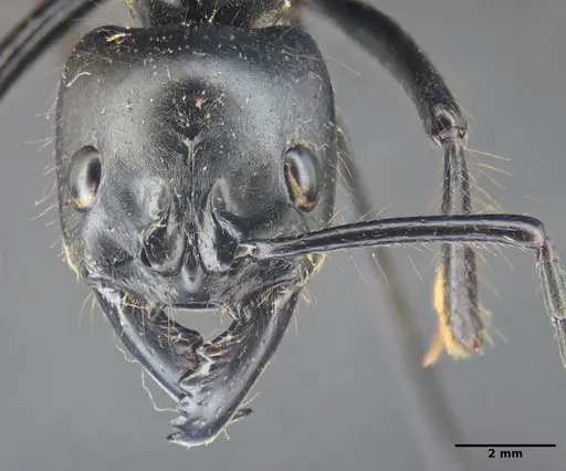 Dinoponera quadriceps specimen ANTWEB1047767 image antweb1047767_2