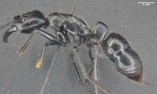 Dinoponera quadriceps specimen ANTWEB1047767 image antweb1047767_3
