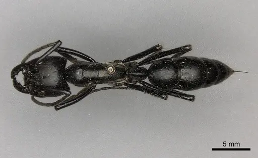 Dinoponera quadriceps specimen CASENT0217519 image casent0217519_1