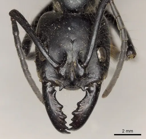 Dinoponera quadriceps specimen CASENT0217519 image casent0217519_2