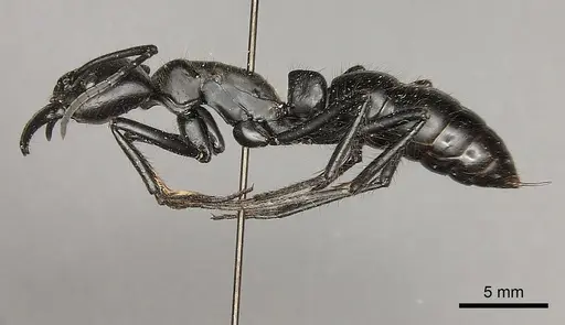 Dinoponera quadriceps specimen CASENT0217519 image casent0217519_3