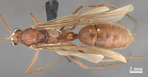 Dinoponera quadriceps specimen DZUP549804 image dzup549804_1