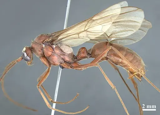 Dinoponera quadriceps specimen DZUP549804 image dzup549804_3