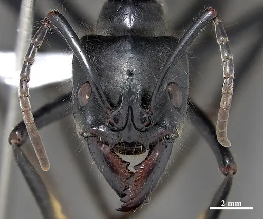 Dinoponera quadriceps specimen DZUP549811 image dzup549811_2