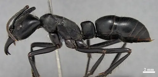 Dinoponera quadriceps specimen DZUP549811 image dzup549811_3