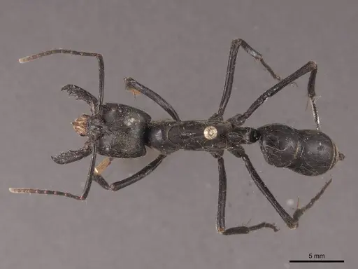 Dinoponera quadriceps specimen FMNHINS0000050367 image fmnhins0000050367_1